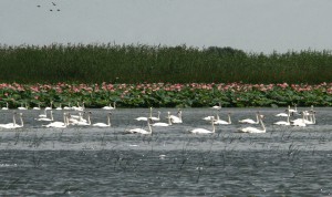 Лебеди-шипуны (Cygnus olor)